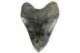Serrated, Fossil Megalodon Tooth - South Carolina #138913-2